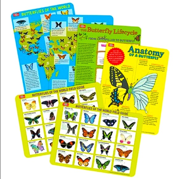 Butterflies of the World Magnets Tin S.T.E.M. - Picture 4 of 7